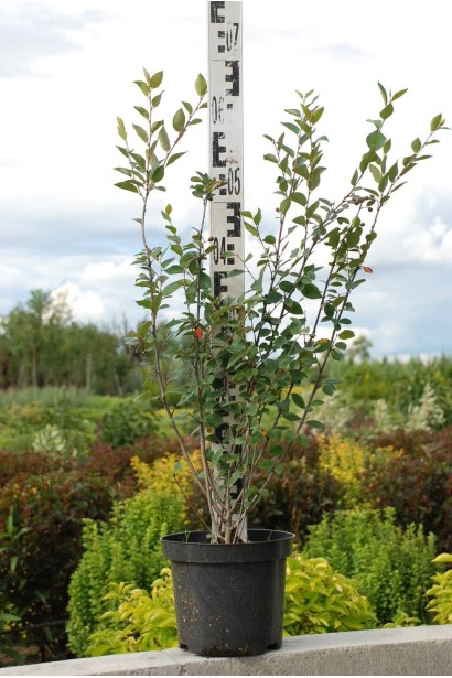 Кизильник блискучий саджанець - 5л/вис.60-70см/Ø40-60см